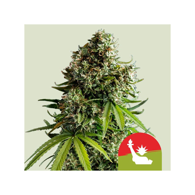 NYC Sour D - Royal Queen Seeds - Autoflowering Samen
