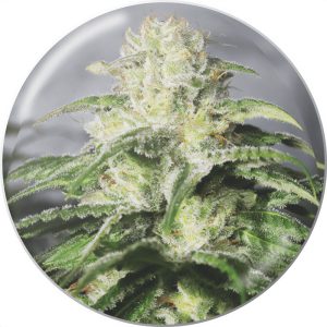 OG Kush CBD - Medical Seeds - Samen