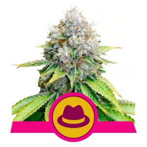 OG Kush - Royal Queen Seeds - feminisierte Samen