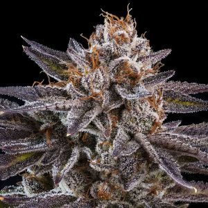 OMG - Ripper Seeds - feminisierte Samen
