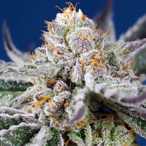 Orange Apricot Glue XL Auto - Sweet Seeds - Autoflowering Samen