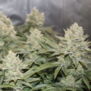 Orange Bud feminisierte Cannabissamen von MDLG Seeds