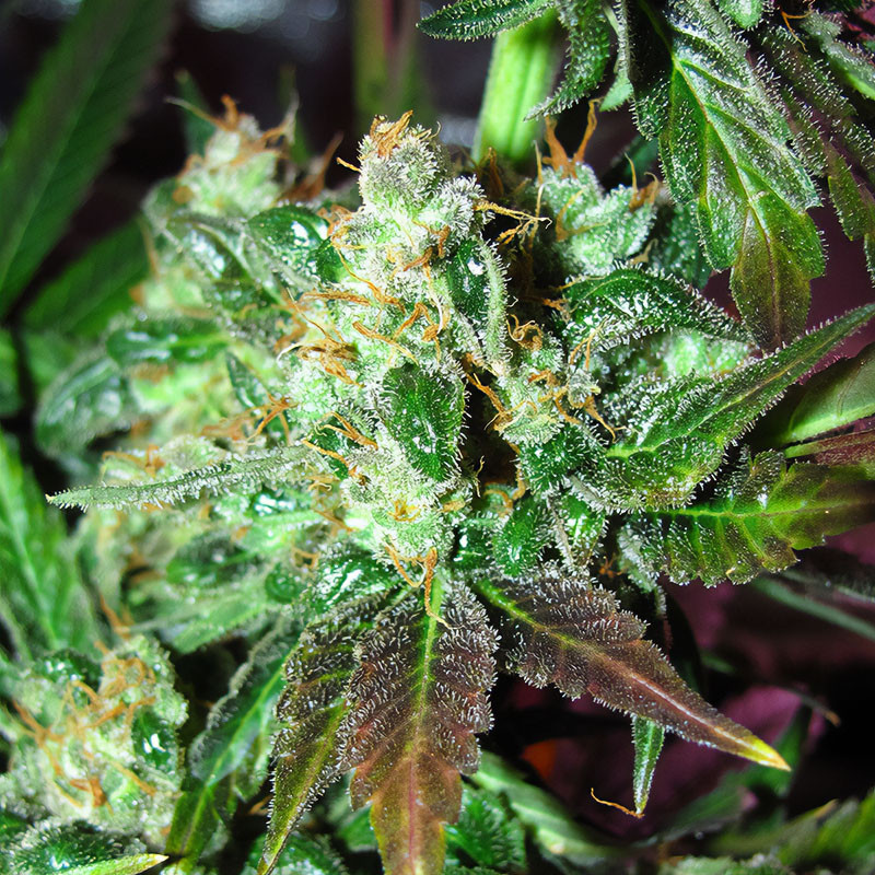 Orange Bud feminisierte Cannabissamen, Ansicht 2