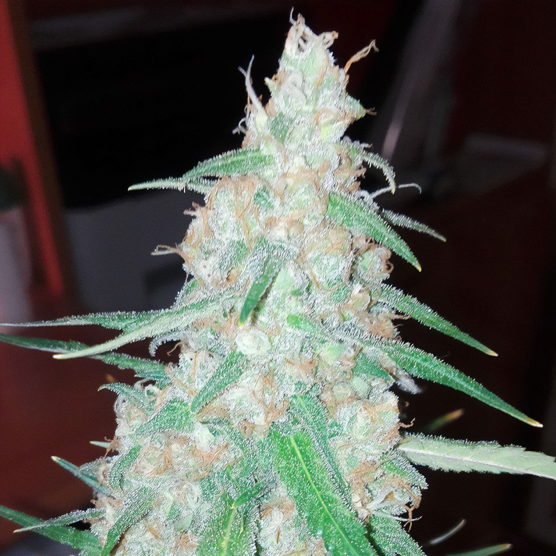 Orange Bud feminisierte Cannabissamen, Ansicht 3