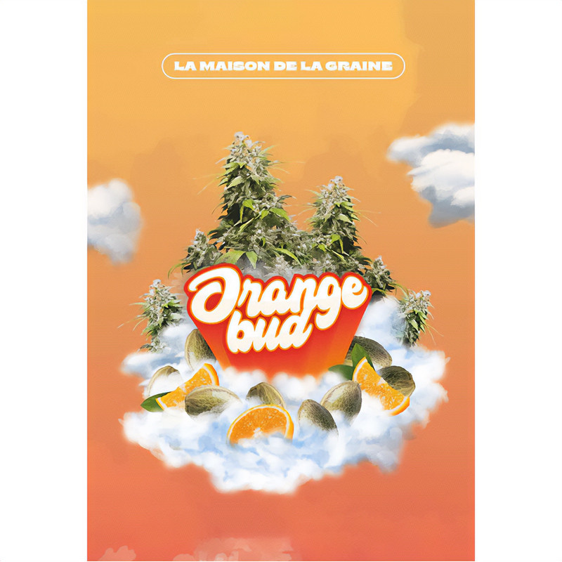 Orange Bud feminisierte Cannabissamen, Ansicht 5