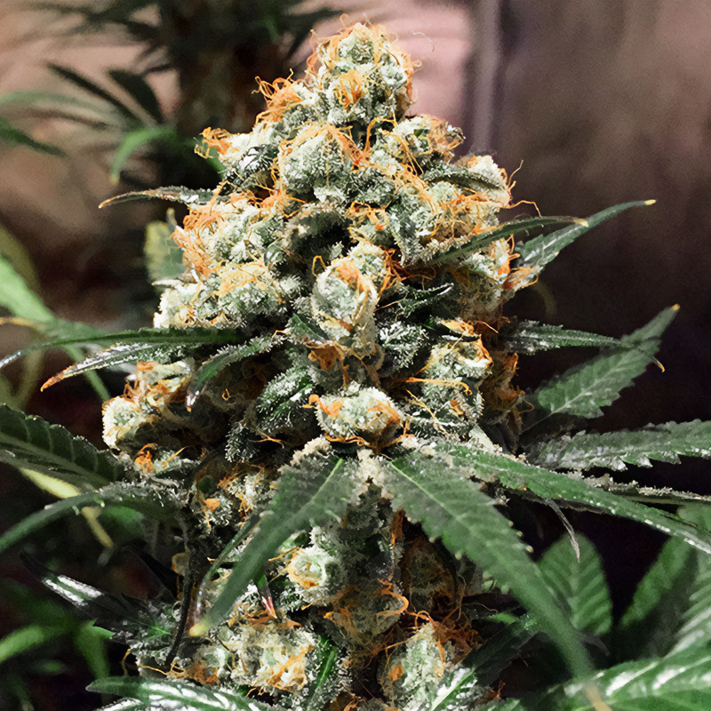 Orange Hill Special feminisierte Cannabissamen, Ansicht 2