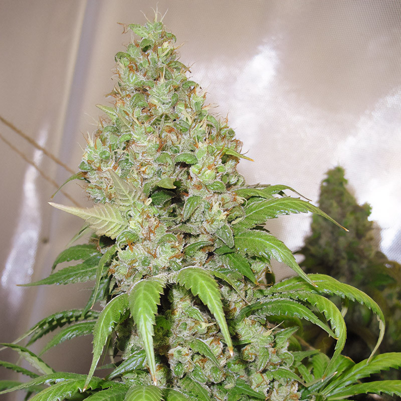 Orange Hill Special feminisierte Cannabissamen, Ansicht 3