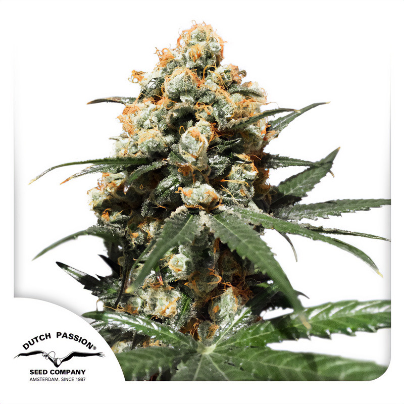 Orange Hill Special - Dutch Passion - feminisierte Samen