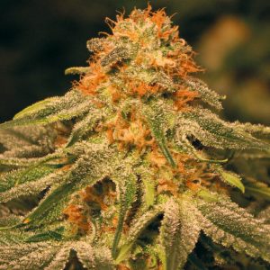 Orange Kush feminisierte Cannabissamen kaufen