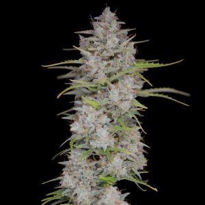 Orange Sherbet Auto - FastBuds - Autoflowering Samen