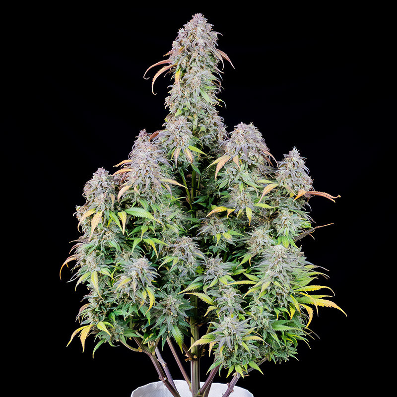 Original Auto Blueberry autoflowering Cannabissamen, Ansicht 2