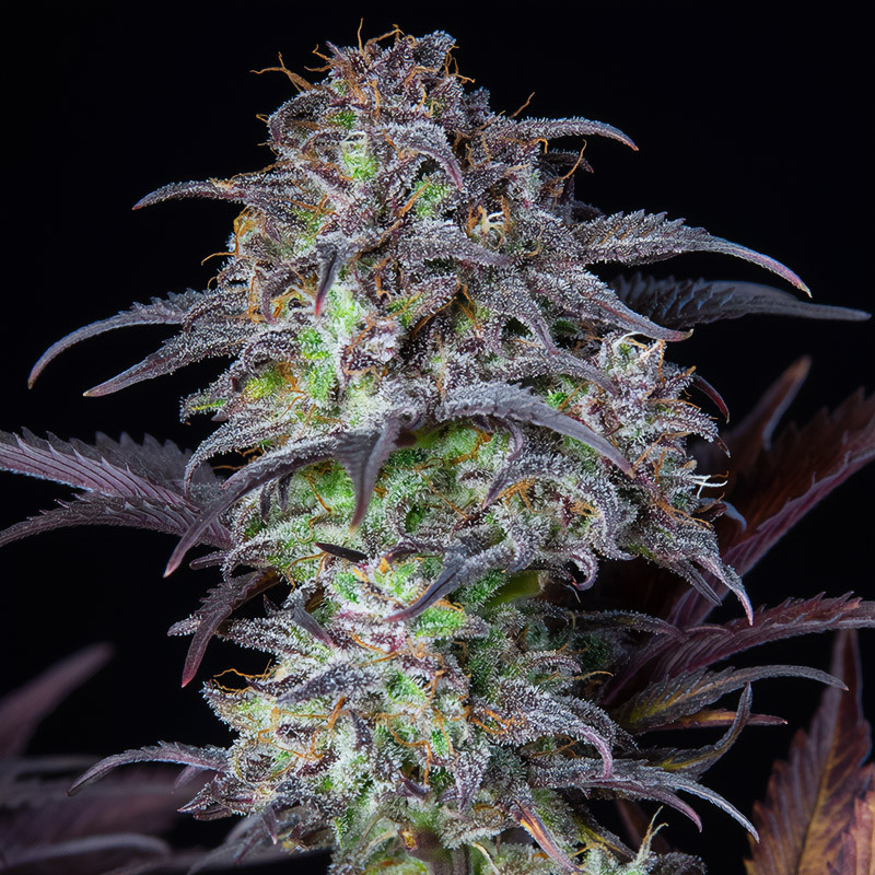 Original Auto Blueberry autoflowering Cannabissamen, Ansicht 3