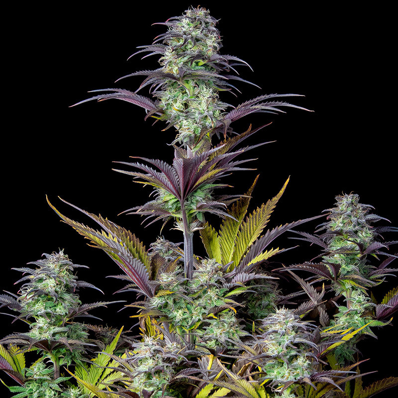Original Auto Blueberry autoflowering Cannabissamen, Ansicht 4