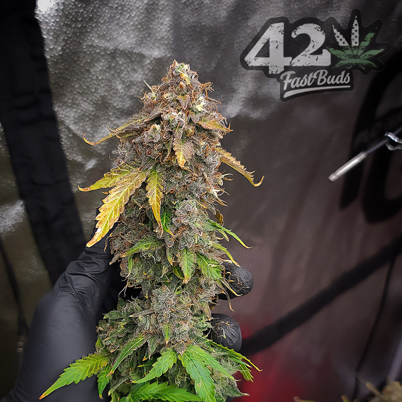 Original Auto Blueberry autoflowering Cannabissamen, Ansicht 5