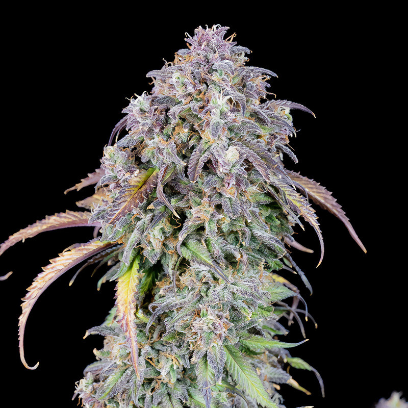 Original Auto Blueberry - FastBuds - Autoflowering Samen