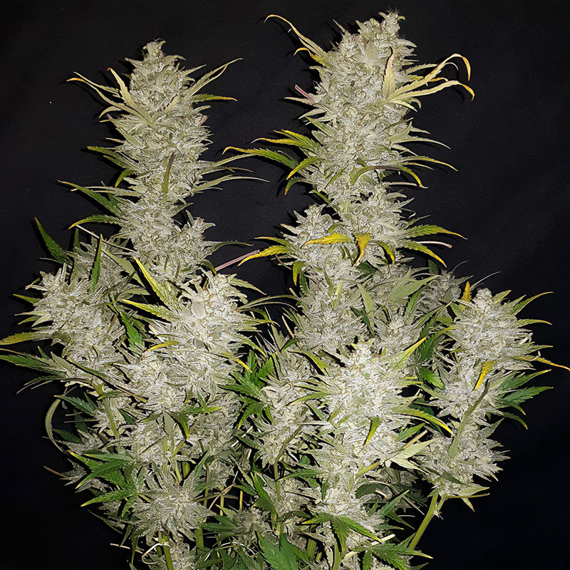 Original Auto Sour Diesel autoflowering Cannabissamen, Ansicht 3