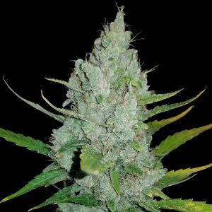 Original Auto Sour Diesel - FastBuds - Autoflowering Samen