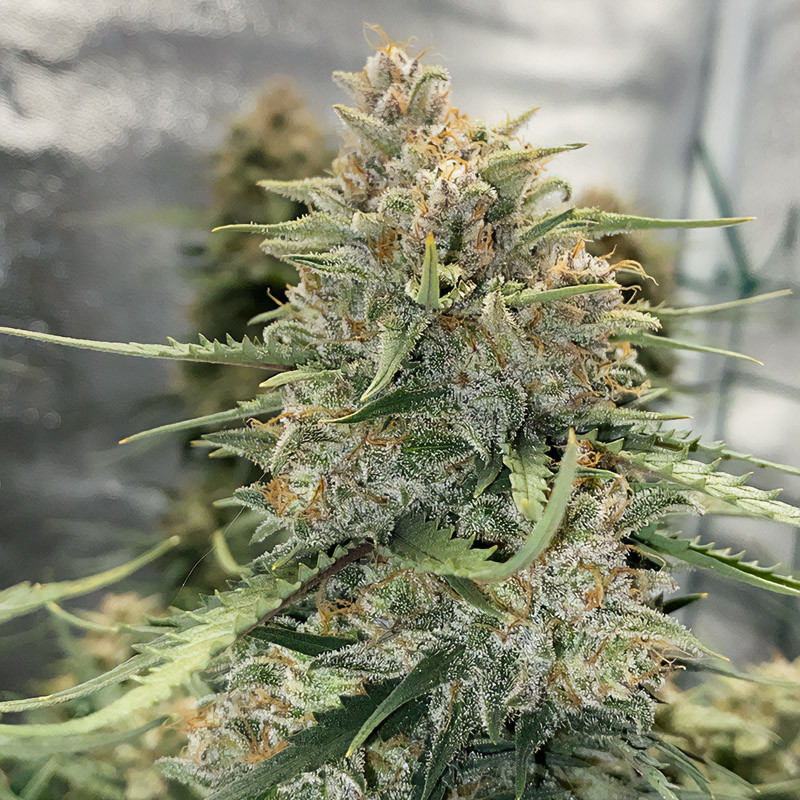 Original Auto Sour Diesel autoflowering Cannabissamen, Ansicht 4