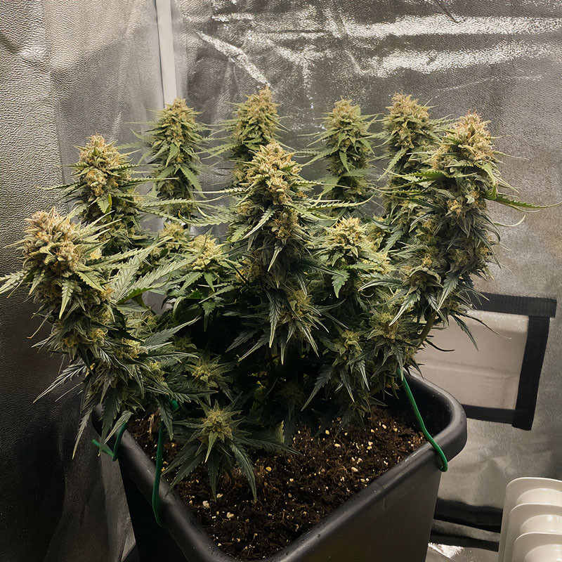Original Auto Sour Diesel autoflowering Cannabissamen, Ansicht 5