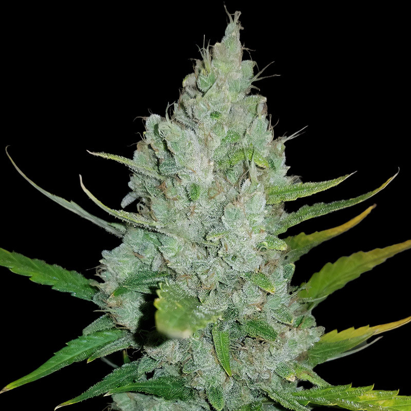 Original Auto Sour Diesel - FastBuds - Autoflowering Samen
