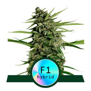 Orion F1 - Royal Queen Seeds - Autoflowering Samen