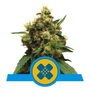 Painkiller XL CBD Cannabissamen kaufen