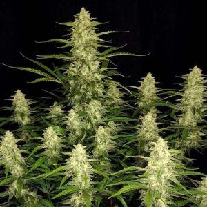 Papaya Cookies Auto - FastBuds - Autoflowering Samen