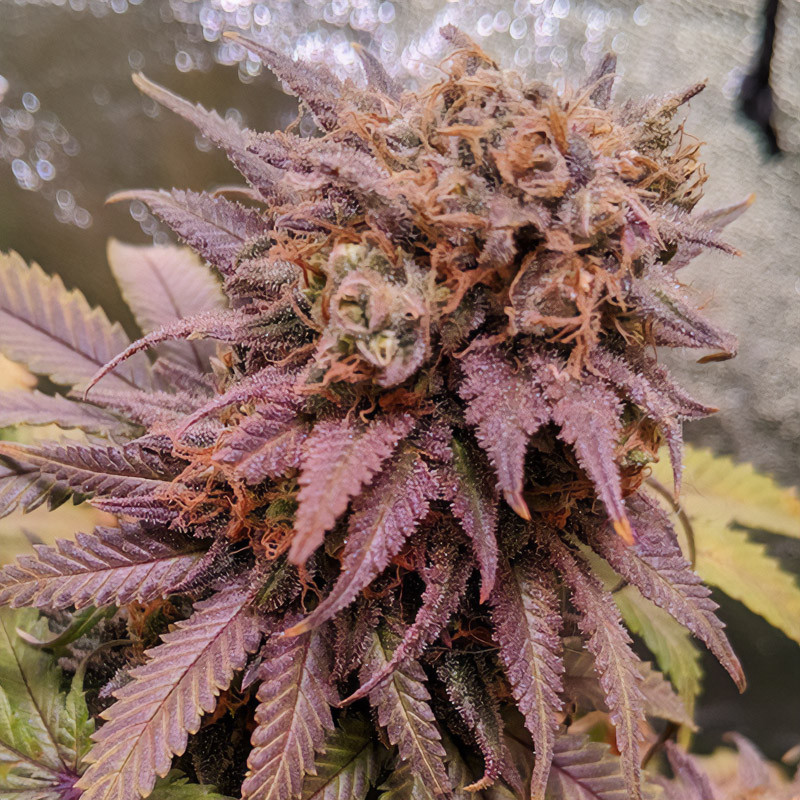 Passion Fruit feminisierte Cannabissamen, Ansicht 2