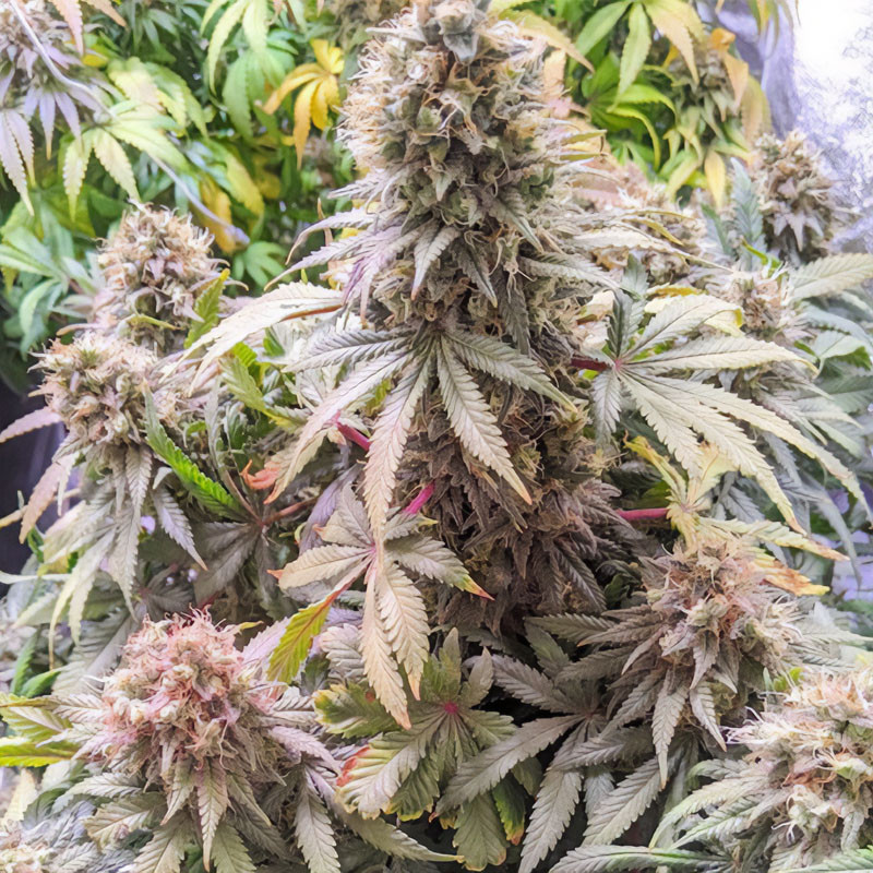 Passion Fruit feminisierte Cannabissamen, Ansicht 3