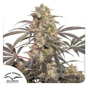 Passion Fruit - Dutch Passion - feminisierte Samen