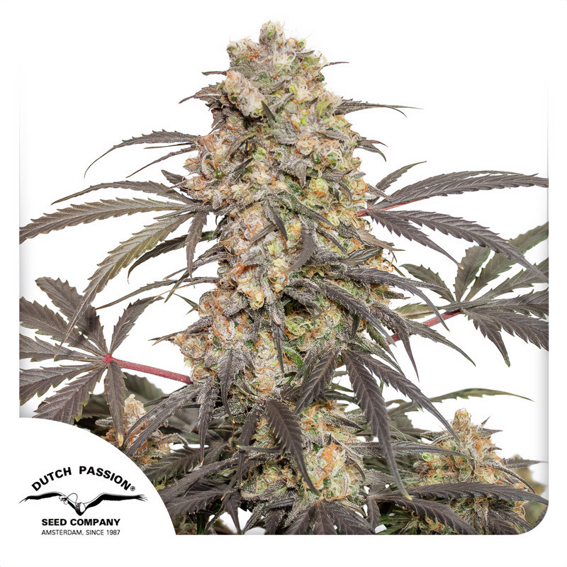 Passion Fruit - Dutch Passion - feminisierte Samen