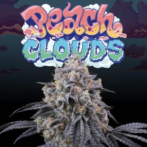 Peach Clouds - Perfect Tree - feminisierte Samen