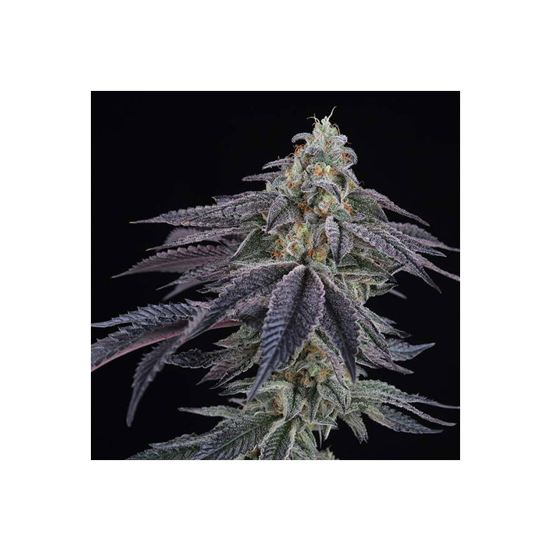 Peach Lassi feminisierte Cannabissamen, Ansicht 2