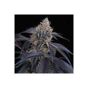 Peach Lassi - Perfect Tree - feminisierte Samen