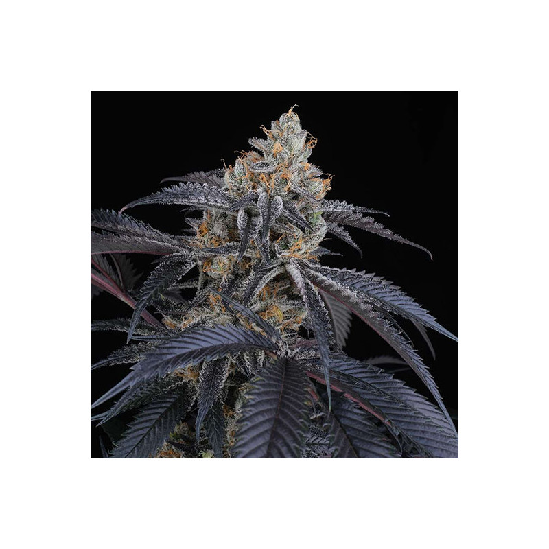 Peach Lassi - Perfect Tree - feminisierte Samen
