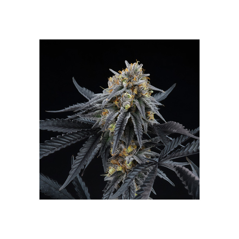 Peach Sherbert OG feminisierte Cannabissamen, Ansicht 2