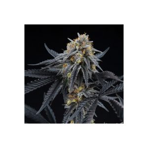Peach Sherbert OG - Perfect Tree - feminisierte Samen