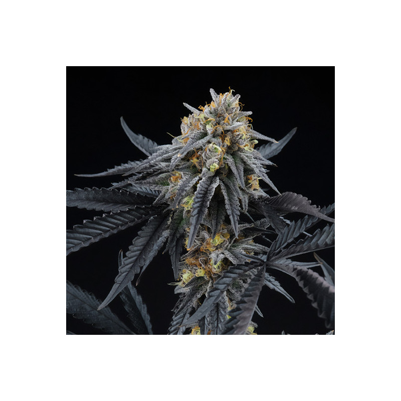 Peach Sherbert OG - Perfect Tree - feminisierte Samen