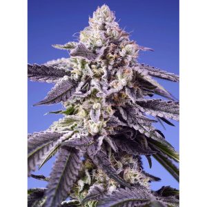 Permanent Jealousy XL Auto - Sweet Seeds - Autoflowering Samen