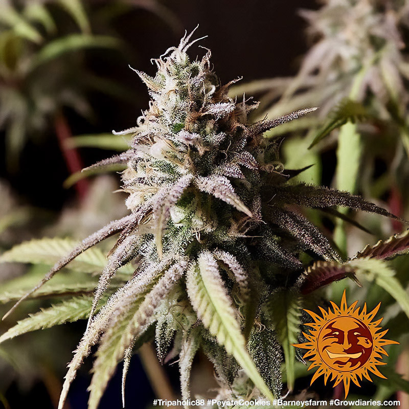 Peyote Cookies feminisierte Cannabissamen, Ansicht 2