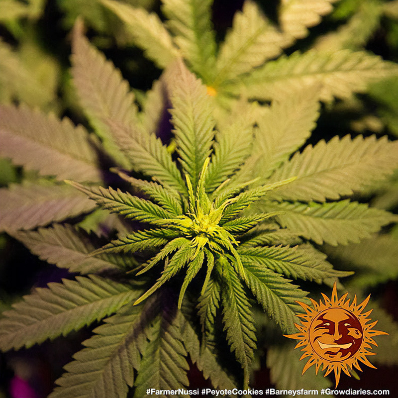 Peyote Cookies feminisierte Cannabissamen, Ansicht 3