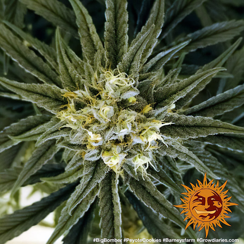 Peyote Cookies feminisierte Cannabissamen, Ansicht 4