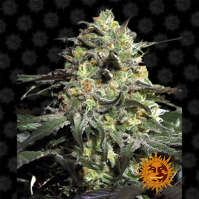Peyote Cookies - Barney's Farm - feminisierte Samen