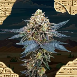 Picchu - Perfect Tree - feminisierte Samen