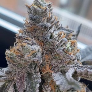 Piñata - Grounded Genetics - feminisierte Samen