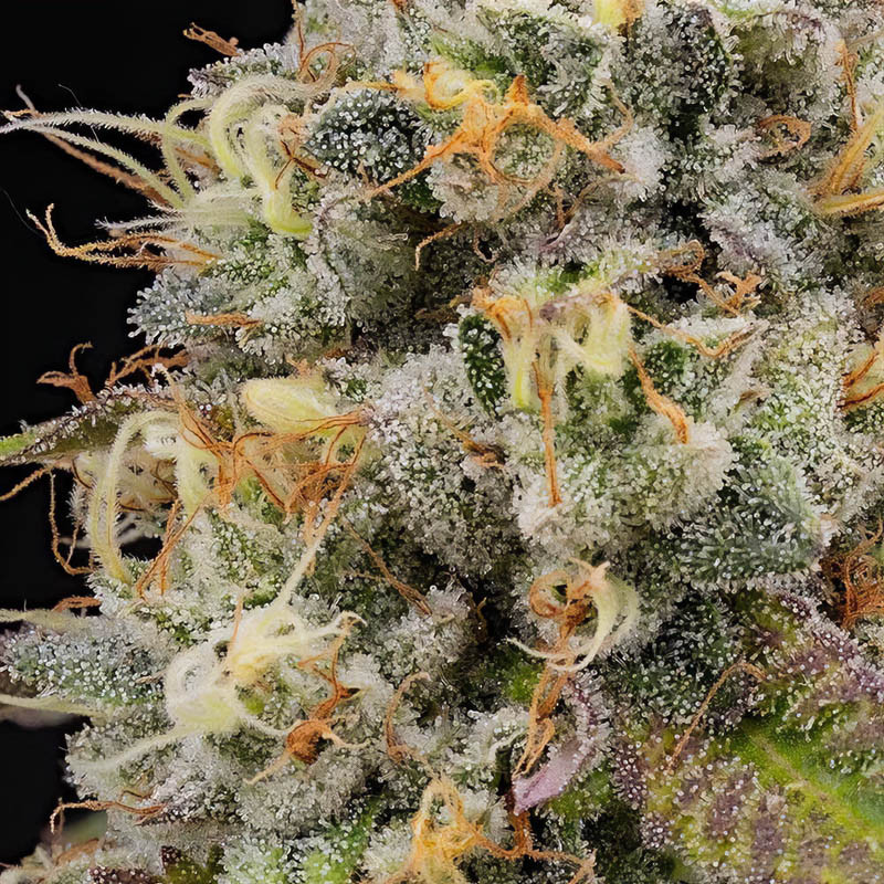 Piñata feminisierte Cannabissamen, Ansicht 5
