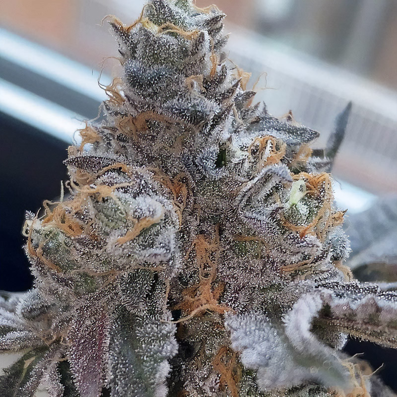 Piñata - Grounded Genetics - feminisierte Samen
