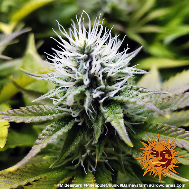 Pineapple Chunk feminisierte Cannabissamen, Ansicht 2