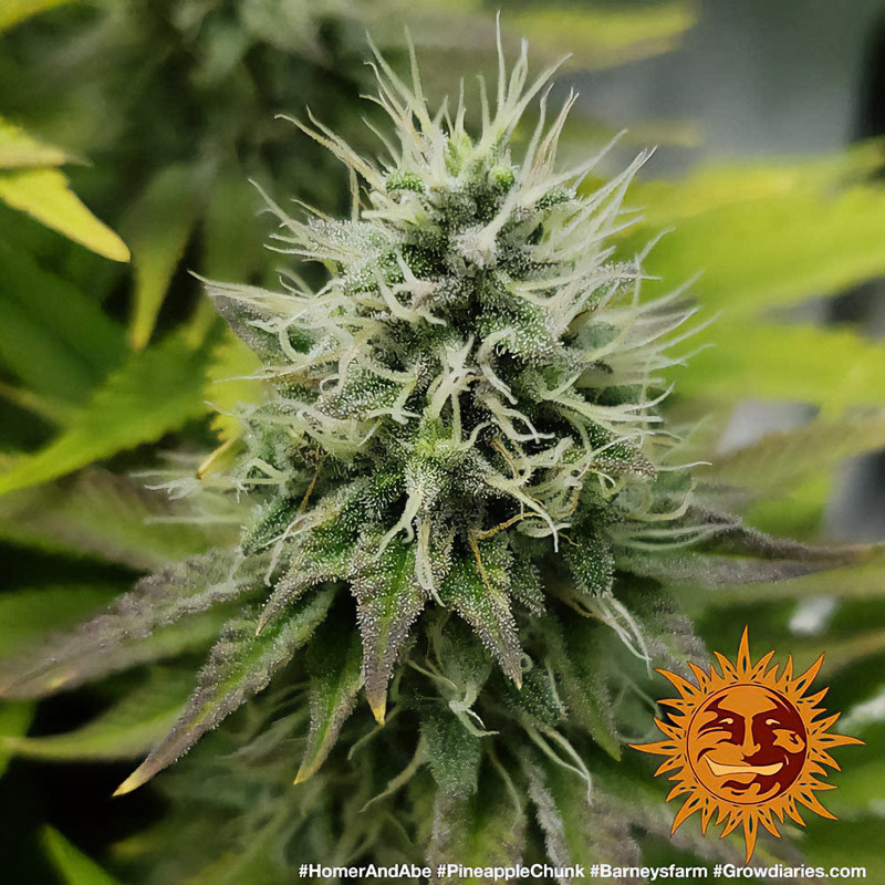 Pineapple Chunk feminisierte Cannabissamen, Ansicht 3