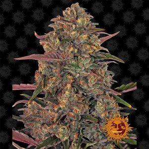 Pineapple Chunk - Barney's Farm - feminisierte Samen